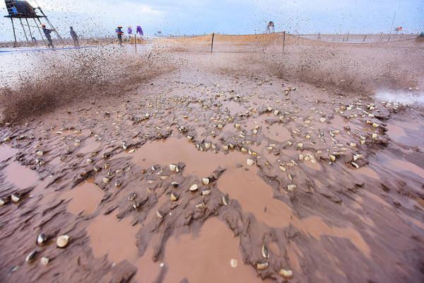 Những con ngao trắng ngần dần hiện lên dưới lớp cát, lúc này những người khai thác sẽ dùng lưới để quây rồi thu hoạch.