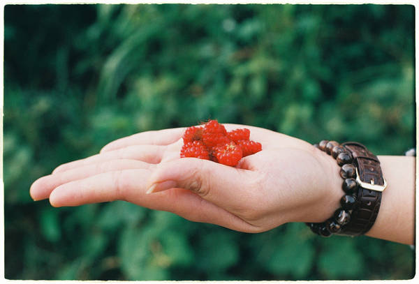 Mâm xôi (phúc bồn tử) - loại quả dại có vị chua chua ngọt ngọt, chín rất nhiều vào khoảng tháng 9 - khá phổ biến trên cung đường Tà Năng - Phan Dũng. Quả vừa lạ miệng, vừa có tác dụng xoa dịu cơn khát.