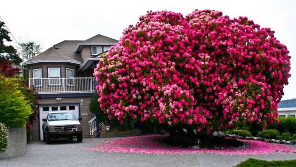 Cây đỗ quyên ở Canada được xếp vào danh sách những loài cây cổ thụ đẹp nhất thế giới. Ảnh: Ladysmith