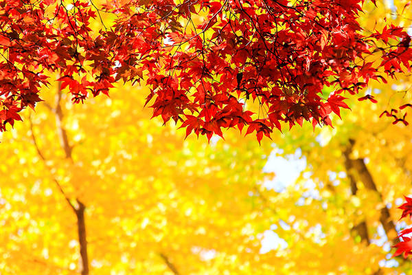 Vào thu, từ khoảng giữa tháng 9 đến tháng 11, du khách có thể thưởng ngoạn những tán lá đẹp mê hồn, “kiệt tác” được tạo nên từ rừng ngân hạnh và rừng phong trên đảo Nami. Khoảng thời gian này, bầu trời trong xanh và tiết trời khô ráo, thích hợp cho các hoạt động ngoài trời. Ảnh: NEXT Gyeonggi.