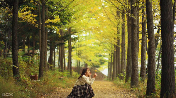 Vào mùa thu, bất cứ góc nào trên đảo cũng có thể đem lại cho bạn một bức ảnh lãng mạn như trong phim. Ảnh: Klook.