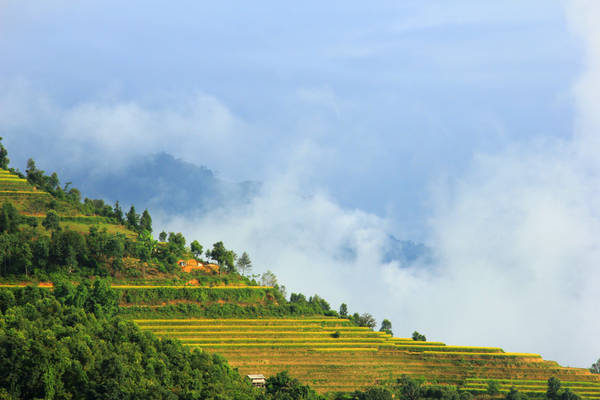 Không có những thung lũng rộng như Cao Phạ hay Mường Hoa, ruộng bậc thang ở Bản Phùng nằm cheo leo trên những sườn núi dốc đứng. Cùng với Bản Luốc, đây là nơi có những thửa ruộng bậc thang cao nhất Việt Nam.