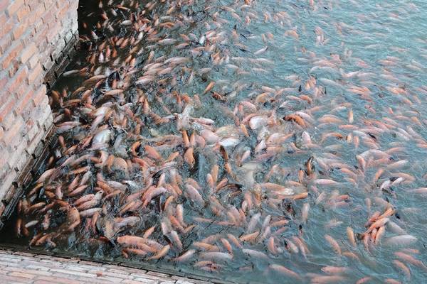 Ngoài kiến trúc chính của Thanh Minh Tự, ngay giữa khuôn viên có hồ nước rộng lớn, dưới hồ có rất nhiều cá vàng, chỉ cần mua một ít thức ăn cho cá, chúng sẽ vây kín mặt hồ, tranh nhau đồ ăn.