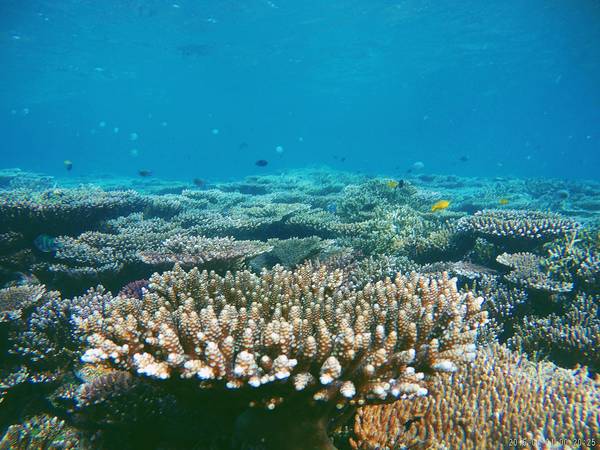 Bên cạnh những bãi biển đẹp Côn Đảo là nơi có số lượng loài động thực vật rất lớn với hàng ngàn loài và rặn san hô thuộc hàng đẹp bậc nhất Việt Nam.