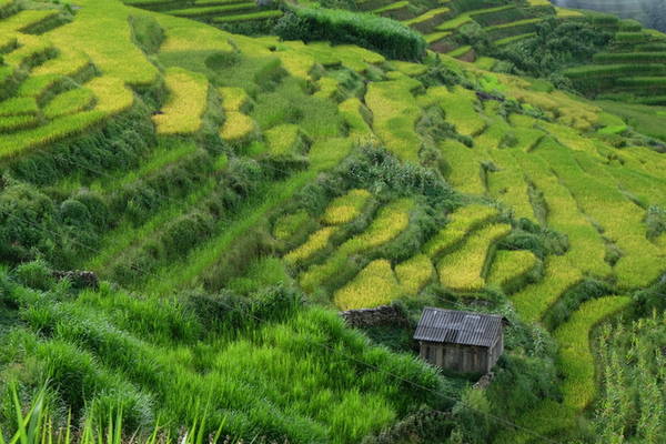 Dọc đường đi A Mú Sung một số chỗ lúa còn xanh. Cả một khoảng trời mênh mang hút tầm mắt là ruộng lúa bậc thang rộng bát ngát.