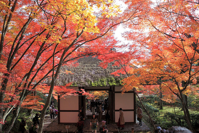 Chùa Jokakko-ji: Công trình này nằm tựa lưng vào núi Ogura, luôn là địa điểm ngắm lá đỏ được du khách yêu thích. Đây là nơi nhà thơ Fujiwara NoTeika biên soạn tuyển tập 100 bài thơ cổ điển hồi thế kỷ XIII. Ảnh: dreamtimes.