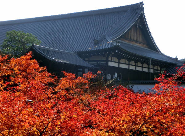 Chùa Tofuku-ji: Ngôi chùa này nổi tiếng với cây cầu Tsutenkyo bắc qua thung lũng Sengyokukan. Từ trên cầu, du khách được ngắm những hàng cây lá đỏ mọc san sát nhau. Đây được đánh giá là một trong những nơi có cảnh thu đẹp nhất Nhật Bản. Ảnh: allabout-japan.