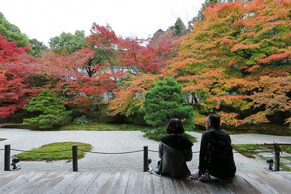 Chùa Tenjuan: Để ngắm trọn vẹn cảnh lá đỏ ở đây, du khách nên đứng phía bên trong chùa. Ngoài ra, khuôn viên còn có hồ nước và vườn cây phù hợp để chụp ảnh, đi dạo. Ảnh: Japanguide.