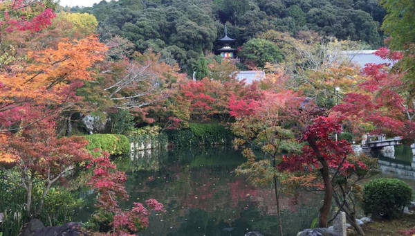 Chùa Eikando Zenrinji: Ngôi chùa này nổi tiếng với 3000 cây Momiji mọc trong khuôn viên. Vào mùa thu, lá cây chuyển màu, nhuộm đỏ xung quanh tạo thành bức tranh ấn tượng. Từ tháng 11 đến tháng 12 hàng năm, triển lãm bảo vật được tổ chức, đèn trang trí giăng khắp các khu vườn. Ảnh: Japanguide.