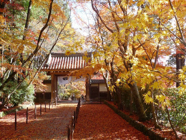 Chùa Komyo-ji: Ngôi chùa này có hàng trăm cây phong, một số trong đó hơn 100 tuổi. Ngoài ra, du khách có thể đi dọc theo con đường mòn để ngắm lá cây chuyển màu. Ảnh: allabout-japan.