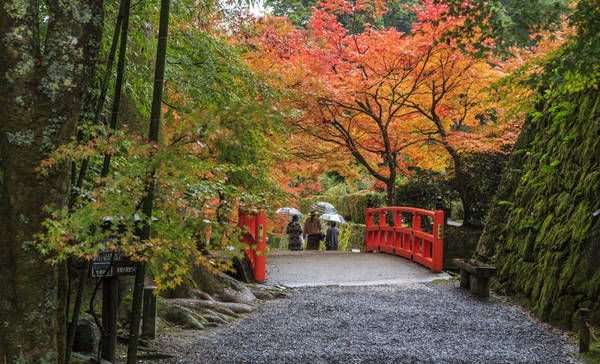Chùa Sanzenin: Nằm ở khu vực Ohara, ngôi chùa này càng đẹp hơn khi lá chuyển màu đỏ, vàng xen kẽ giữa khu vườn rêu phong. Trong khuôn viên của chùa có Ojo Gokuraku-in (lời hứa), được xem là tài sản văn hóa quan trọng. Ảnh: allabout-japan.