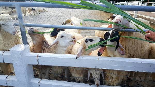 Ảnh: Fanpage Swiss Sheep Farm