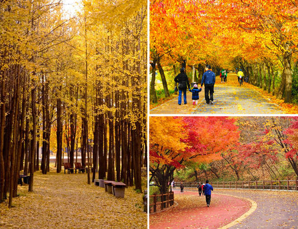 Bạn sẽ có được những tấm ảnh đẹp mê ly khi tham quan núi Namsan, đảo Nami hay công viên Haneul mùa thu này!