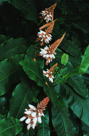 Một trong những loài hoa lạ trong Vườn quốc gia Cát Bà. Ảnh: Thùy Linh.