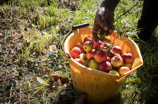  Michael Callender thu lượm táo chín rụng tại làng Mudgley, hạt Somerset, Anh. Ảnh: Matt Cardy/Getty