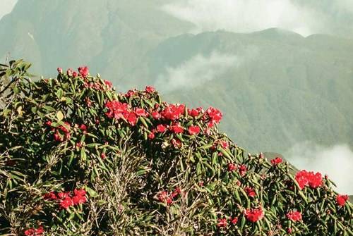 Hoa đỗ quyên trong vườn quốc gia Hoàng Liên