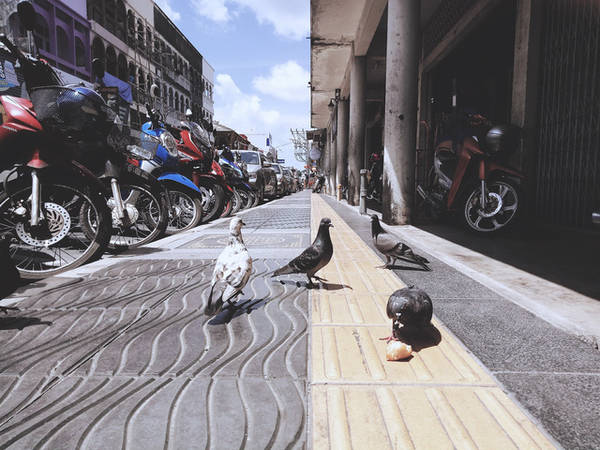 Đàn chim bồ câu trên vỉa hè đường Thalang. Ảnh: Mai Hương