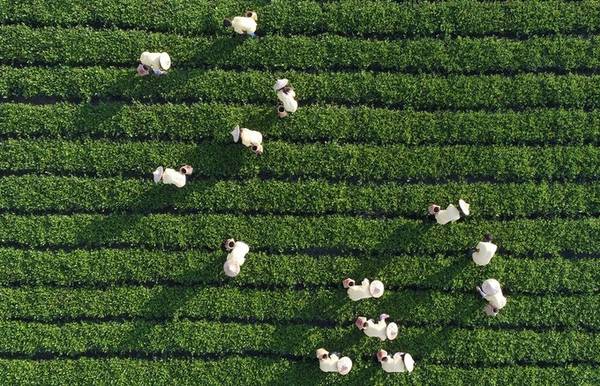 Mùa thu không chỉ có lá đổi màu, đây cũng là thời điểm người nông dân ở huyện An Khê, tỉnh Phúc Kiến thu hoạch những búp chè xanh non.