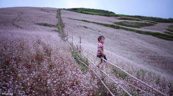 Không nổi tiếng như ở Hà Giang nhưng cánh đồng tam giác mạch ở Si Ma Cai lại được rất nhiều nhiếp ảnh gia tìm đến. Xã Lử Thẩn là nơi trồng tam giác mạch nhiều nhất huyện với 12 cánh đồng hoa. Nơi này cách thị trấn Bắc Hà 13 km, cách thành phố Lào Cai chừng 80 km. Ảnh: Artuan Photography.