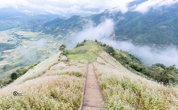 Tại Yên Bái, đỉnh đèo Khau Phạ, gần điểm nhảy dù có cánh đồng tam giác mạch nở khá sớm, từ tháng 9. Ảnh: Khuất Quốc Việt.