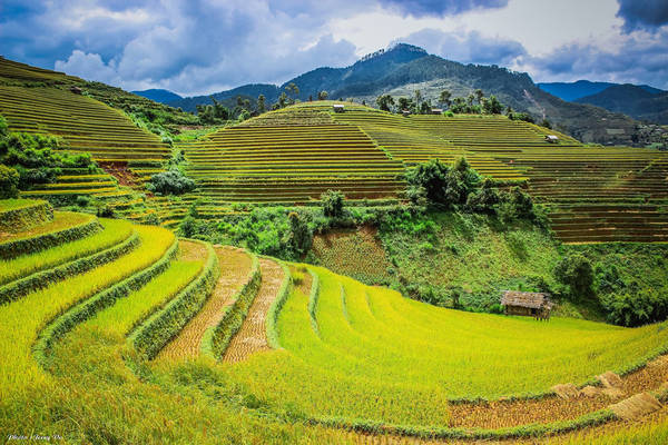 Ruộng bậc thang Mù Cang Chải thơ mộng mùa lúa chín - iVIVU.com