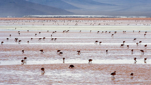Hồ Laguna Colorada, Bolivia  Laguna Colorada là hồ muối cạn ở Bolivia, nằm trong vườn dự trữ sinh quyển quốc gia Eduardo Avaroa Andean và gần với biên giới Chile. Hồ có chiều dài 10,7 km và rộng 9,6 km, độ sâu nhất của hồ đạt 1,5m. Hồ nổi tiếng với màu đỏ đặc trưng được tạo nên từ các loại tảo. Ảnh: Luca Galuzzi. Vẻ đẹp của 10 hồ nước tự nhiên trên thế giới