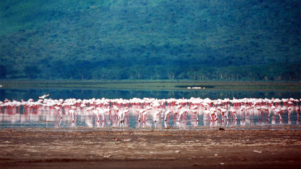 Hồ Nakuru, Kenya Nằm trong thung lũng Rift của Kenya, hồ Nakuru được biết đến với các loài động vật đa dạng. Có hàng nghìn giống sư tử, báo, hươu và các loại chim hiện sống ở khu vực này. Mặc dù mực nước biển tăng trong vài năm qua đã khiến số lượng chim hồng hạc giảm xuống, nhưng cảnh quan vẫn được địa phương bảo vệ. Du khách đến đây vẫn còn cơ hội quan sát cảnh sắc tự nhiên, nổi bật là những đàn chim hồng hạc. Ảnh: Wekipedia