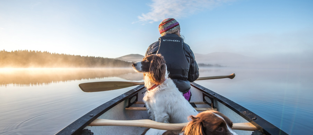 Bức ảnh mang cảm giác bình yên ở Loch Garten (Scotland) đã mang về cho nhiếp ảnh gia Graham Niven hai giải thưởng, Home Of Amazing Moments của VisitBritain và "Góc nhìn cuộc sống".  Niven chia sẻ bức ảnh được chụp khi anh và người bạn của mình cùng hai chú chó chèo thuyền, mặt hồ mang màu hổ phách tuyệt đẹp nhờ ánh sáng mặt trời chiếu xuống. Không gian tĩnh lặng chỉ bị phá vỡ bởi tiếng của thú rừng khiến những chú chó chú ý.