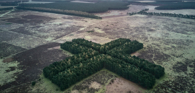 Có một điều gì đó bí ẩn khi nhìn bức ảnh của nhiếp ảnh gia Simon Byrne. Bức ảnh được đặt tên là X, chụp ở Thetford, Norfolk. Byrne nói rằng chúng ta thường đi bộ bên dưới tán cây, đứng bên cạnh cánh rừng lớn nên sẽ không tưởng tượng được hình dạng của chúng khi nhìn từ vị trí khác.
