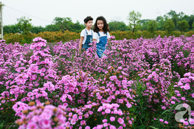 Nhiều người trẻ, các gia đình và các cặp đôi đã tìm đến thung lũng hoa Long Biên - một trong những nơi trồng nhiều thạch thảo để chụp hình kỷ niệm, hình cưới.