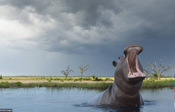 Đồng bằng Okavango, Botswana: Vùng đất thấp, bằng phẳng này là nơi ở của một số loài động vật có vú có nguy cơ tuyệt chủng cao nhất trên thế giới như chim báo, tê giác trắng, tê giác đen, chó rừng châu Phi và sư tử.