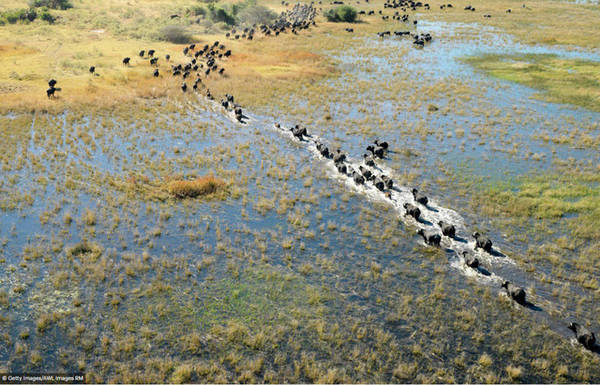 Một đàn trâu trâu vượt qua con sông ở đồng bằng Okavango. Đồng bằng nằm ở phía tây bắc Botswana bao gồm các vùng đầm lầy vĩnh viễn và vùng đồng bằng ngập nước theo mùa.