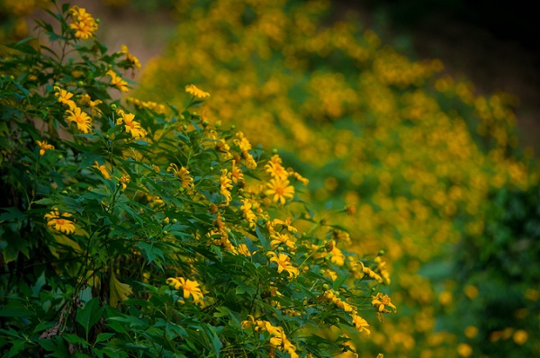 Ở Việt Nam, hoa dã quỳ xuất hiện nhiều nhất ở vùng miền Trung Tây Nguyên, nơi có khí hậu mát mẻ. Ngoài ra, nếu ở phía Bắc, du khách có thể ngắm loài hoa rực rỡ này ở Ba Vì (Hà Nội). Cách Hà Nội chưa đầy 45 km, những sườn núi của vườn quốc gia Ba Vì thời điểm này đang trải thảm hoa vàng sặc sỡ.