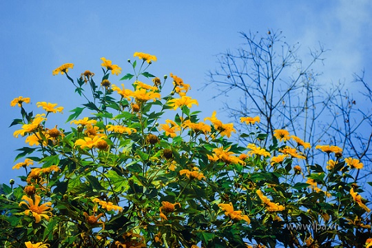 Hoa dã quỳ đẹp nhất vào buổi sáng, khi ánh nắng cuối thu đầu đông vừa hửng lên, làn sương mỏng manh vẫn đọng trên lá. Nếu tới muộn hơn, khi mặt trời lên cao, trời quang mây xanh, bạn lại có thể ngắm nhìn vẻ đẹp của loài hoa được trọn vẹn và bừng sáng hơn.