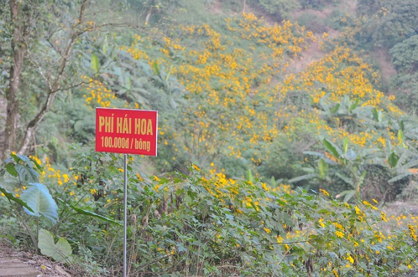 Dọc đường, ban quản lý cắm nhiều bảng cảnh báo không hái hoa để bảo tồn cảnh đẹp cho vườn quốc gia. Người vi phạm sẽ bị phạt 100.000 đồng một bông.