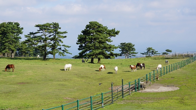Một trải nghiệm khác bạn hoàn toàn có thể thử tại nhiều nơi ở Jeju là thăm trang trại ngựa. Những đồng cỏ bất tận trên đảo là nơi lý tưởng để bạn tận hưởng cảm giác tự do trên lưng ngựa.