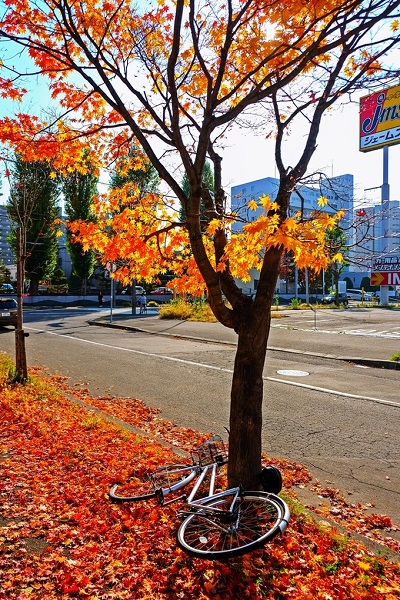 Hokkaido vào mùa thu đẹp tựa tranh vẽ.