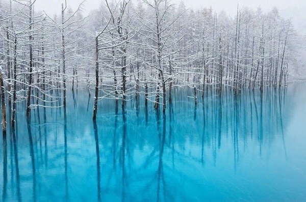 Hồ Xanh Biei, Hokkaido Biei là một ngôi làng nhỏ, được bao quanh bởi thiên nhiên tươi đẹp. Hồ Xanh thực ra là một công trình nhân tạo, hình thành sau khi xây đập nước năm 1988 để chặn dòng chảy từ sông Bieigawa. Màu xanh trong nước hồ là do hợp chất nhôm hydroxit. Ngoài ra tùy thời gian trong ngày, tùy mùa mà nước có màu xanh đậm hay không. Phong cảnh hồ vào mùa đông càng kỳ ảo hơn khi hàng cây có tuyết phủ trắng cành, phản chiếu xuống mặt hồ phẳng lặng và xanh mướt. Ảnh: Kent Shiraishi.