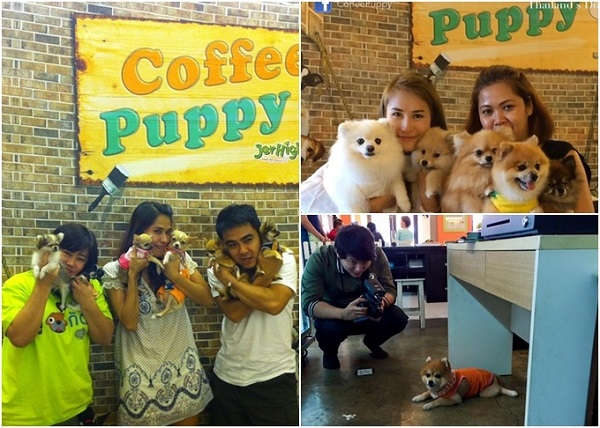 Đặc biệt, khách có thể mang thú cưng của mình đến Coffee & Puppy chơi cùng các em chó nhỏ xíu, đáng yêu tại đây. Bên cạnh phục vụ đồ uống và thức ăn cho khách, quán còn sẵn sàng phục vụ "bé yêu" của bạn. Nên đặt chỗ trước ít nhất một ngày để được phục vụ tốt hơn.  Địa chỉ: 36/4 Chaeng Watthana Road Bangkok, Thái Lan. 