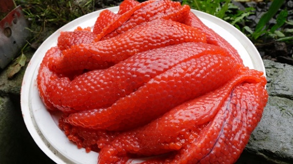 Một đặc sản lên men khác của Alaska là “trứng cá thối”. Trong đó, cá hồi cái thường có các buồng trứng lớn vào mùa hè. Trứng sẽ được chôn cùng đầu cá, cho đến khi phần ngoài cứng lại và bên trong mềm hơn. Ảnh: Alternative Learning.