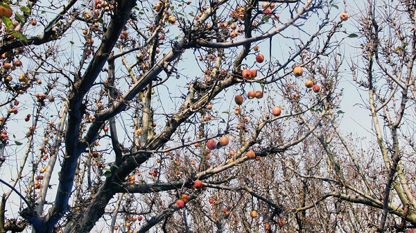 Kashmir cũng nổi tiếng là vùng trồng táo. Táo trồng ở nơi đây được chuyển đi khắp Ấn Độ, đặc biệt xuống các thành phố phía Nam như Mumbai, Chennai có khí hậu khô nóng không trồng được hoa quả ôn đới.