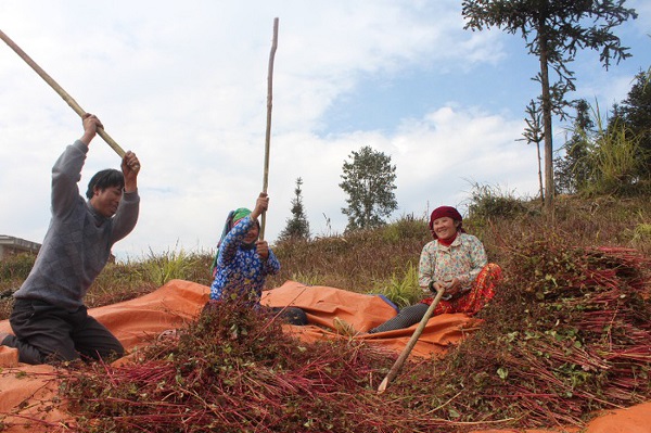 Sau khi thu hoạch, người dân sử dụng phương pháp thủ công để tách hạt ra khỏi thân cây