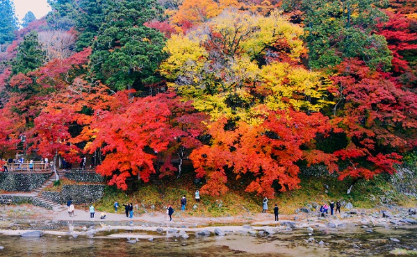 Thung lũng Korankei nằm bên dòng sông Tomoe, dưới chân dãy núi Iimori, được bao phủ bởi 4.000 cây phong từ 11 giống khác nhau, đồng loạt thay sắc lá vào tháng 11. Đây cũng là thời điểm diễn ra lễ hội Korankei Momiji kéo dài khoảng một tháng, với nhiều hoạt động tham quan, vui chơi, giải trí dành cho khách du lịch.