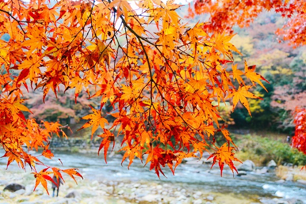 Thế kỷ 17, những nhà sư ở ngôi đền Kojakuji trên đỉnh núi Iimori bắt đầu trồng những cây phong đầu tiên. Sau đó, người dân địa phương cũng trồng loại cây này gần nơi ở của mình. Trải qua bốn thế kỷ, khách du lịch ngày nay khi tới đây có thể thưởng ngoạn thành quả là bức tranh mùa thu rực rỡ.