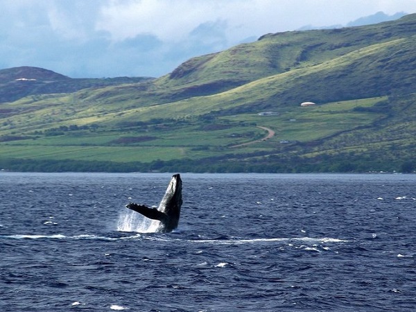 Ngắm cá voi ở Hawaii, Mỹ  Các hoạt động mùa đông không hoàn toàn chỉ diễn ra trong giá lạnh. Với du khách tới Hawaii, khoảng tháng 1 đến tháng 3 cũng là thời điểm đẹp để ngắm cá voi. Đây là mùa cá voi bơi qua vùng biển bắc Thái Bình Dương, cá voi lưng gù sẽ di cư từ phía Alaska tới khu vực Hawaii để tìm vùng nước ấm áp hơn. Tour ngắm cá voi có thể kèm cả ngắm bình minh hoặc hoàng hôn, cùng những nhiếp ảnh gia chuyên chụp thế giới hoang dã. Ảnh: Flickr.
