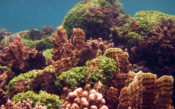 San hô dưới biển Cồn Cỏ - Ảnh tư liệu TT