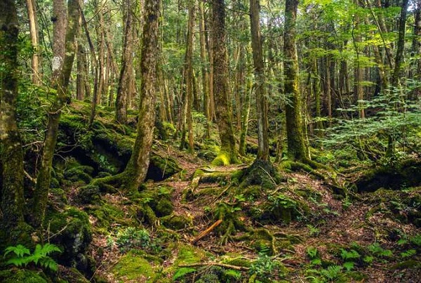 Aokigahara là khu rừng ở phía tây bắc chân núi Phú Sĩ, cách thủ đô Tokyo 100 km. Với những tán lá rậm xanh dày, nơi đây được mệnh danh là “Biển Cây”. Cây cối trong rừng Aokigahra phát triển nhanh chóng trên nền dung nham cứng trải dải 30 km2 từ vụ phun trào lớn nhất của Phú Sĩ vào năm 864. Ảnh: Mental Floss.