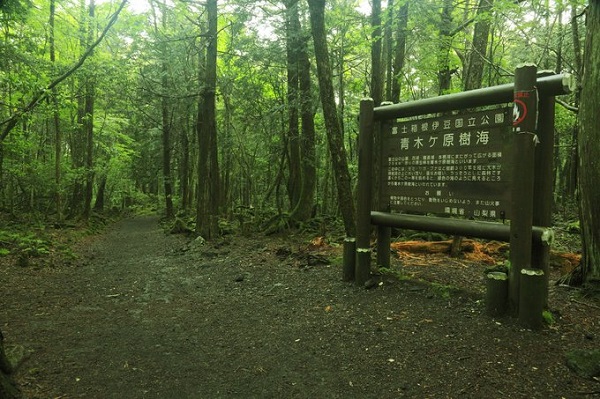 Theo truyền thuyết, Aokigahara được cho bị các yurei hay những bóng ma từ thần thoại Nhật Bản ám ảnh. Những năm gần đây, khu rừng trở thành địa điểm tự sát nổi tiếng nhất thế giới, sau hàng loạt vụ tự tử xảy ra. Ảnh: Agency Vũ.