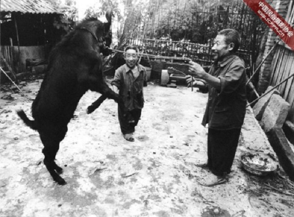 Để chăm sóc mẹ già bị liệt, anh em nhà Wang Shihai phải mượn tiền để mua gà vịt, nuôi thỏ, lợn và các loại gia súc khác. Họ thường phải dậy từ rất sớm, đi bộ hàng chục km ra khỏi làng để chăn thả gia cầm. Đôi khi đàn cừu nổi điên và lao xuống núi, họ cũng không thể theo kịp. Ảnh: Wu Chuanming.