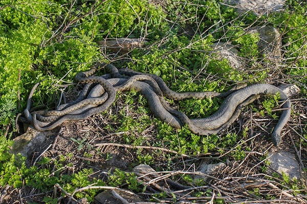 Nơi này còn được gọi là đảo Rắn, do có tới hơn 430.000 con sống trên diện tích 445.000 m2 của đảo. Nhiều người cho rằng đảo bị tách ra khỏi đất liền khi mực nước biển dâng, tạo điều kiện cho một số loài rắn phát triển mạnh. Ảnh: Steemit.